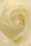 Stepping into the intimate heart of this cream-white rose feels as comforting as a peaceful morning in Richmond upon Thames. Petals spiral inward with infinite patience and grace, each one so delicate and finely veined that you can imagine the touch of dew clinging from the gentle air by the riverside. Soft shadows drift through the ivory folds, lending a subtle drama and a sense of depth that invites you to pause and reflect. The scene exudes tranquility-the sort of peace found in a quiet corner of Terrace Gardens or over coffee on a still street in Petersham. There's a tender, effortless artistry here: a flower carefully selected by a discerning florist to express admiration, sympathy, or to gently mark a fresh start. The air, were you able to linger nearby, would carry a trace of sweet, calming fragrance-never overwhelming, just present enough to soothe. This intimate perspective captures not only the beauty of the rose itself, but also the immense care and intention behind floral gifts across Richmond's welcoming neighbourhoods.